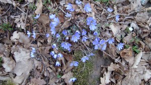 Blåsippor våren 2014