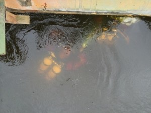 Dykare vid ponton Sept14